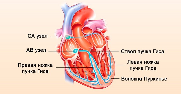 Расположение проводящей системы сердца