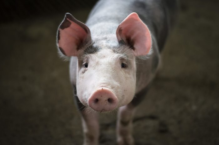 5 мифов о вреде свинины, в которые пора перестать верить