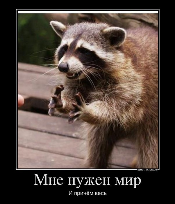 Енот, который знает чего хочет