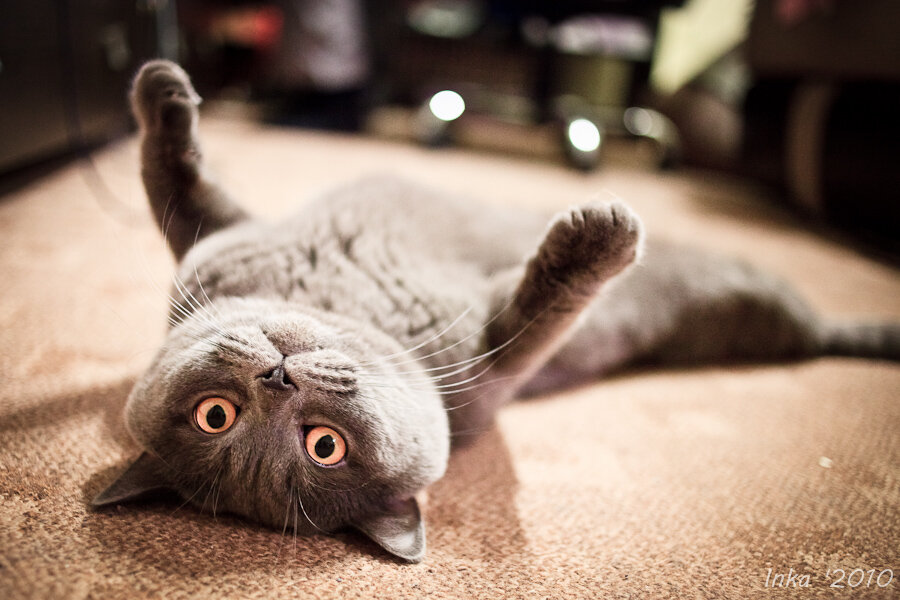 - Я совсем не притворяюсь. Ни в чем)