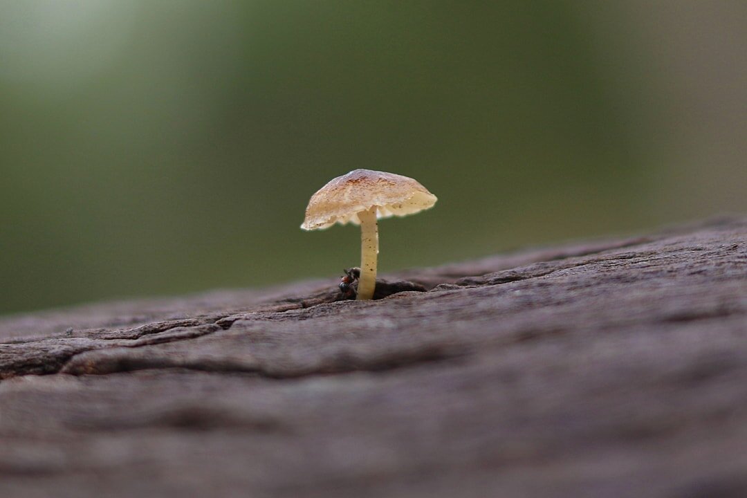 Косметика с грибами: зачем такое производят
