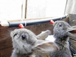 Как сделать ниппельные поилки для кроликов