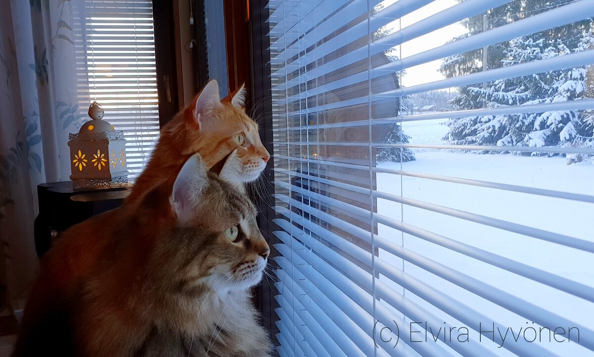 Фото: Elvira Hyvönen. 