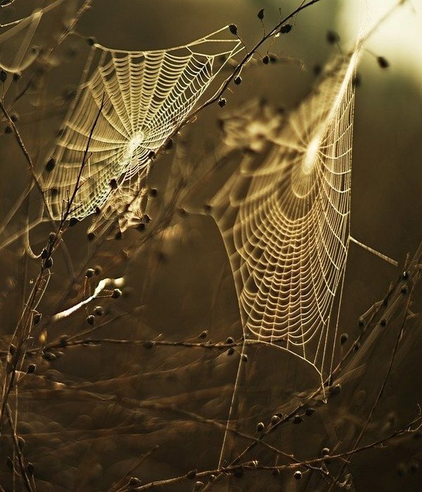 https://pixabay.com/ru/photos/%D0%BF%D0%B0%D1%83%D1%82%D0%B8%D0%BD%D0%B0-spiderweb-web-%D0%B7%D0%B0%D0%BA%D0%B0%D1%82-1684549/
