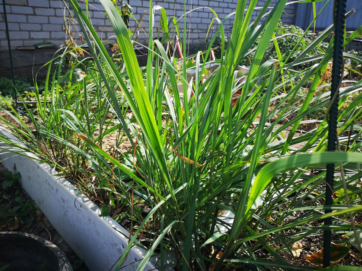 заросли цитронеллы в Волгограде