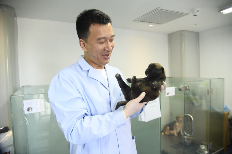 Щенки в процессе лабораторного выращивания.