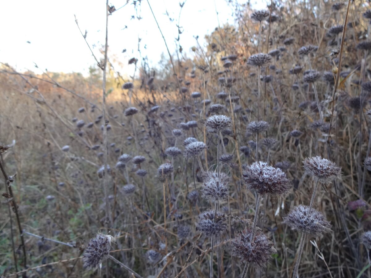 Пахучка. ноябрь 2015