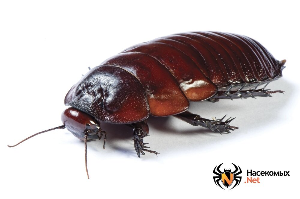Австралийский таракан
