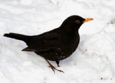 Птицы, подобные черному дрозду, который обычно питается насекомыми, зимой не найдут много пищи под снежным покровом. (Источник: Ре. Ко. / Pixelio.de)