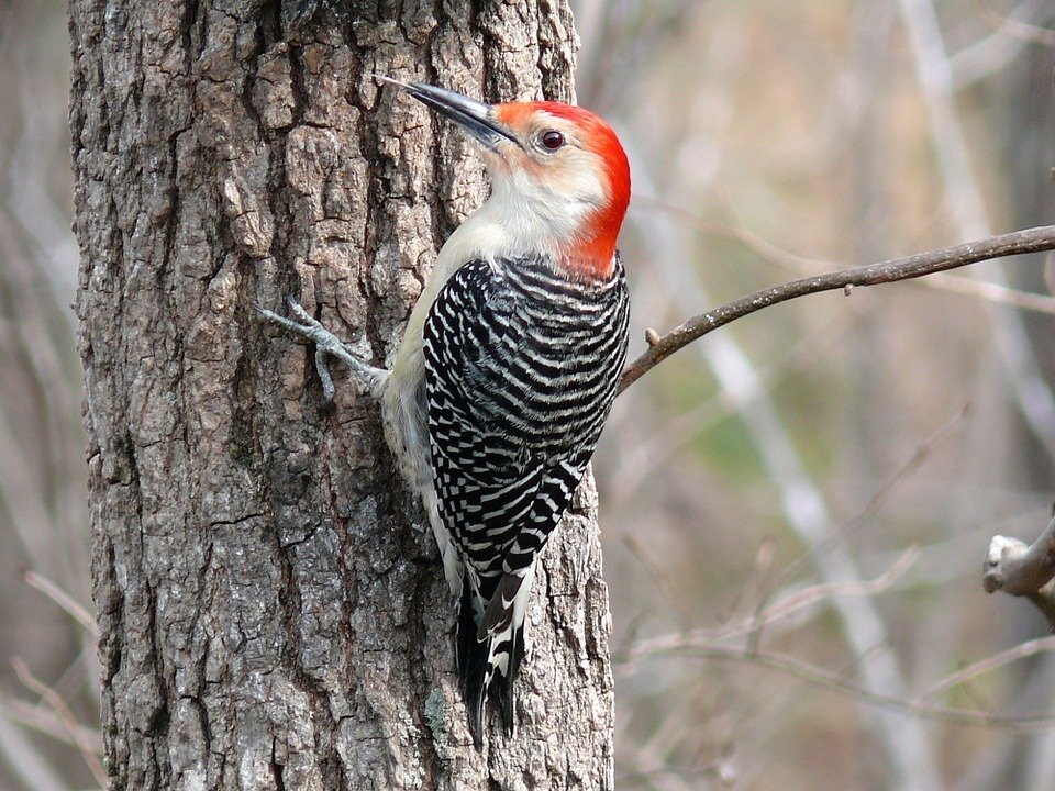 https://cdn.pixabay.com/photo/2015/01/25/03/15/red-bellied-woodpecker-610723_960_720.jpg