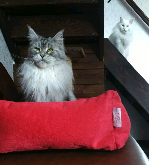 Ох, какие же они хорошенькие!