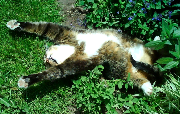 Мята - это моя жизнь