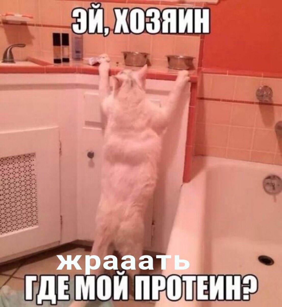 УГАРНЫЙ кот качок