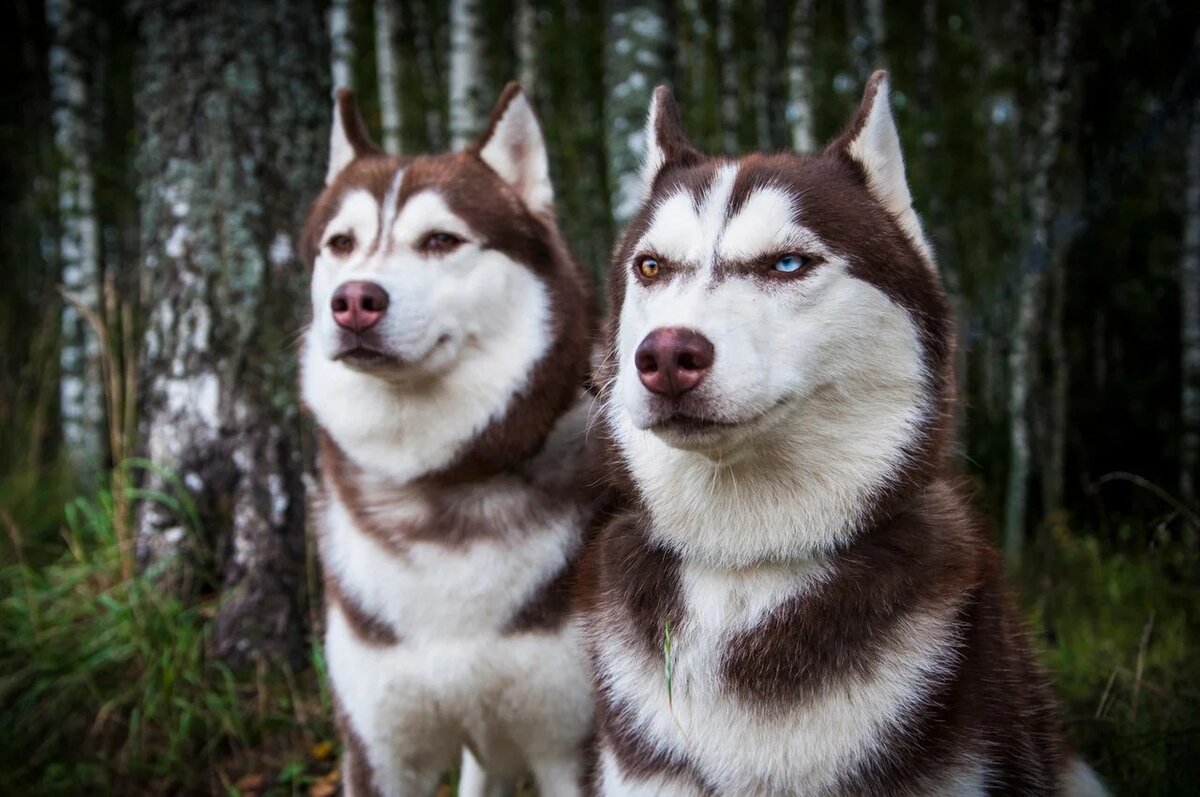 Игорь и дочь его - Фанта. Говорящие морды, правда?