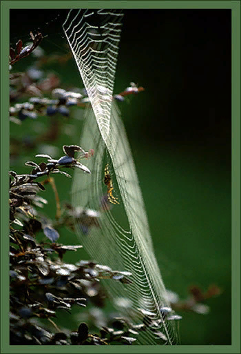 Паутина - геометрическое совершенство