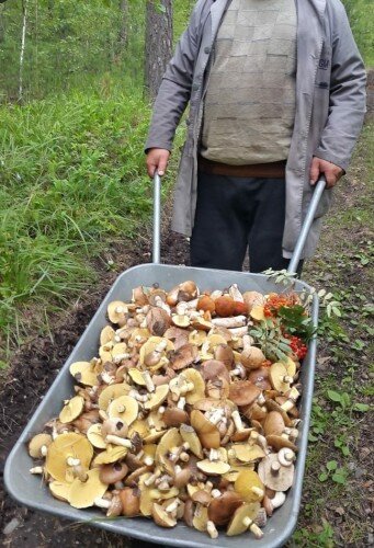    Пик грибного сезона в фигурном катании наступает – в декабре-январе, когда проходят национальные чемпионаты.  В Токио прошел чемпионат Японии по фигурному катанию.