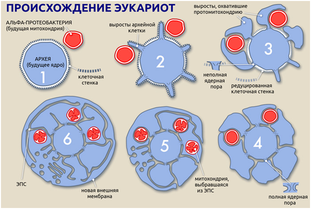 Урок-зачет на тему «Развитие органического мира»