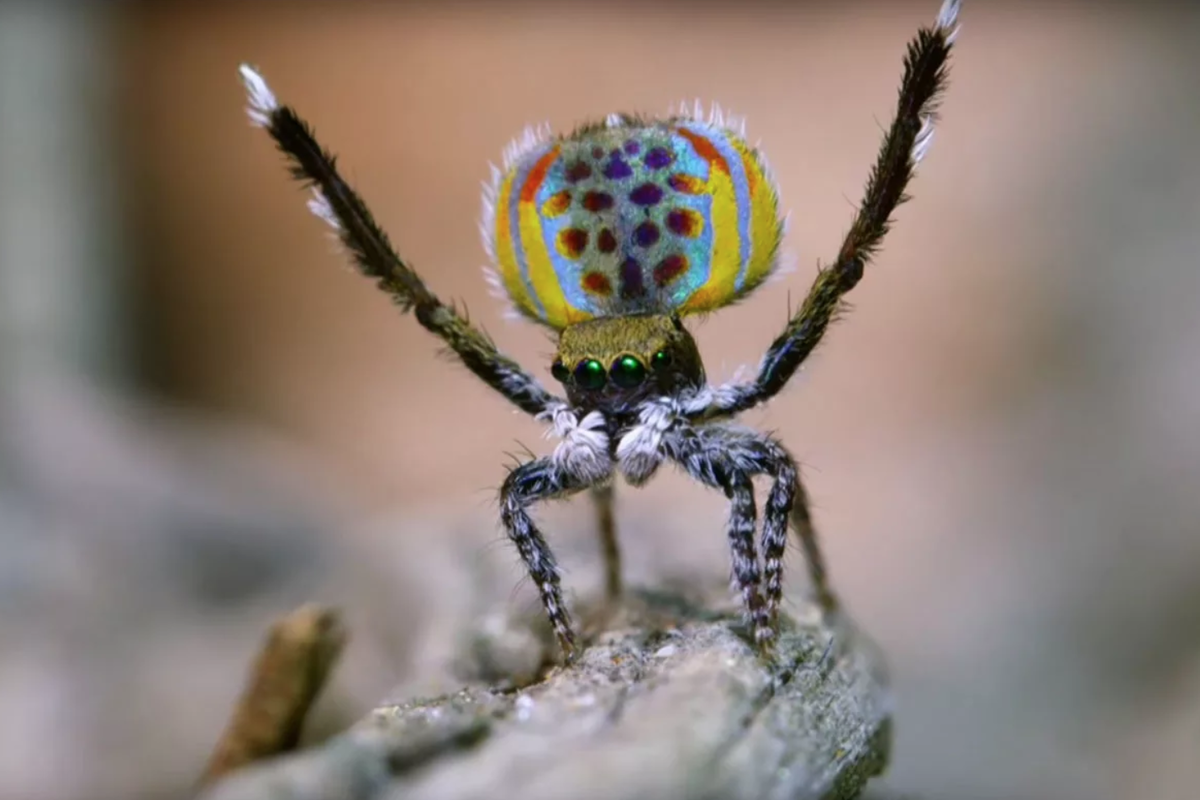паук скакун павлин. танцующий паучок. паук павлин. танцующий паучок. танцующий паучок.