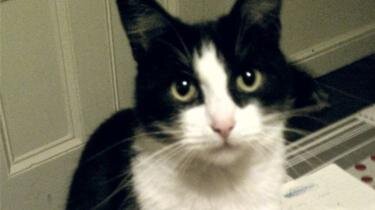 Кота Бентона котенком спасли из-под колес автобуса.