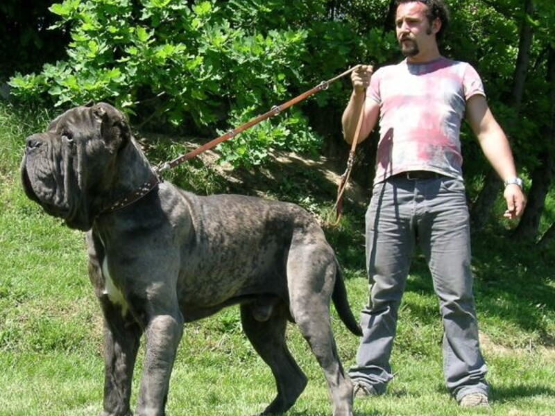 Самая крупная п. Неаполитанский мастиф Геркулес. Мастино неаполитано Неаполитанский мастиф. Мастиф неаполитано с человеком. Мастиф Геркулес самая большая собака в мире.