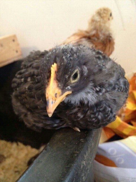 Клюв подросшего цыпленка не сохранил следов зуба. Источник фото: backyardchickens.com