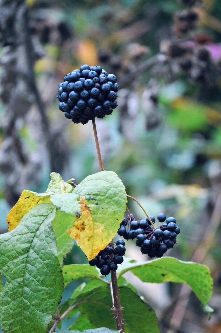 Элеутерококк. Источник: Яндекс. Картинки