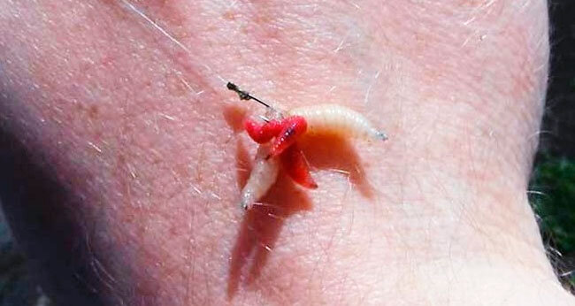 На фотографии одет опрыш в месте с мотылём на крючок. Хорошо подходит для крупной плотвы.