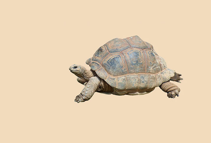 Фото с сайта Pixabay