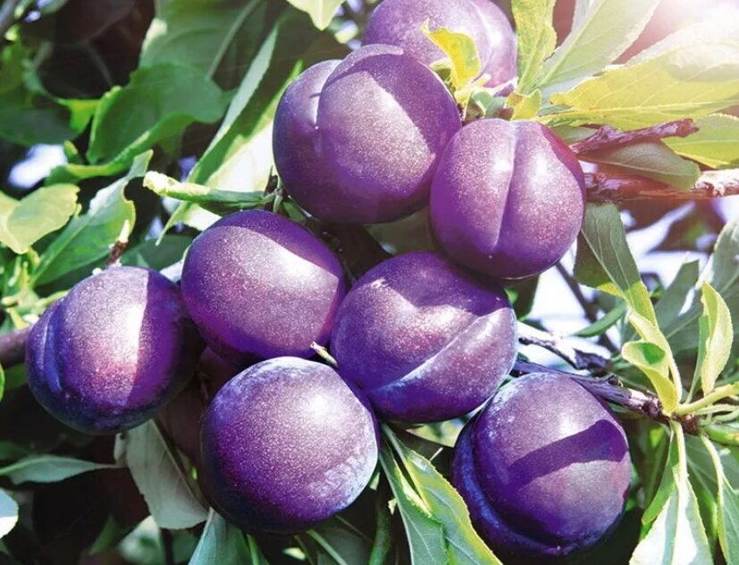 Слива любит тяжелые почвы