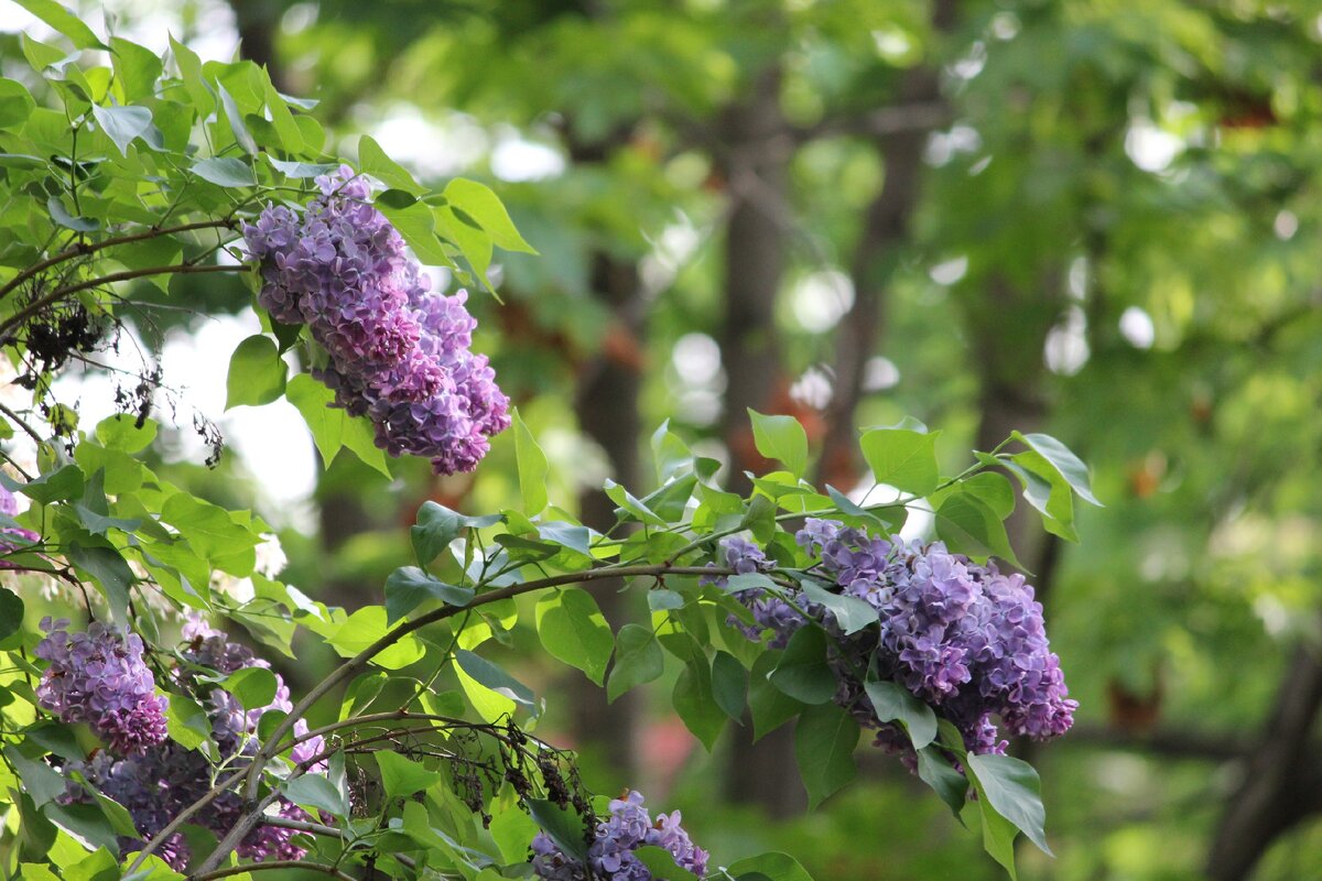 Фото автора | Хочу такой вид из окна