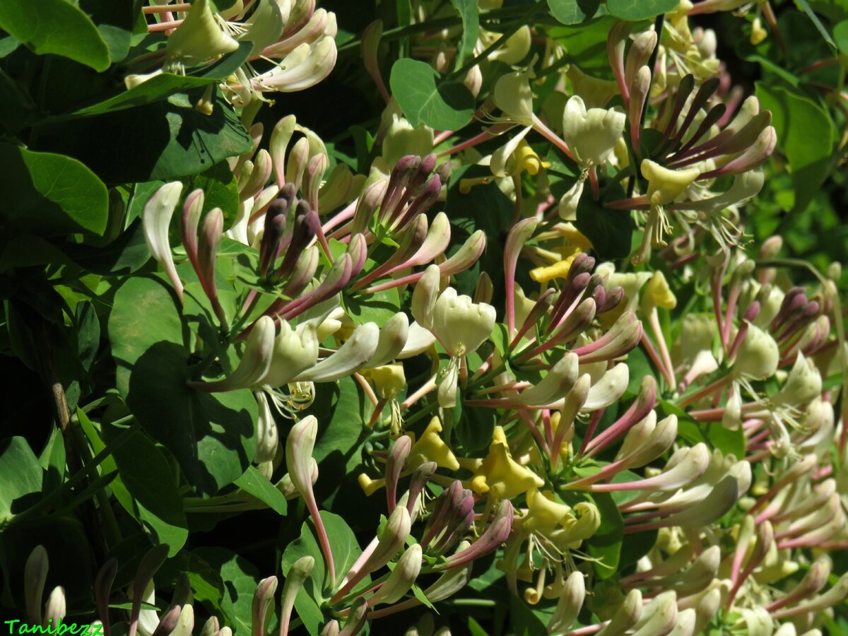 Жимолость каприфоль. Каприфоль Лиана. Жимолость каприфоль (Lonicera caprifolium). Жимолость вьющаяся каприфоль. Каприфоль ароматная Лиана.