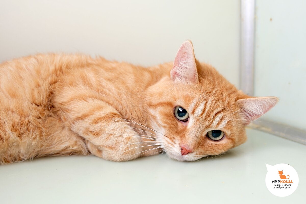 родилась рыжая кошка