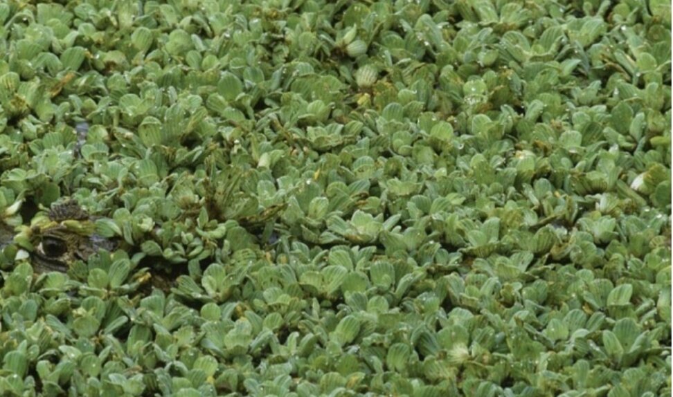 Фото взято из яндекс картинки