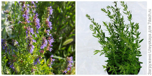 
Иссоп обыкновенный, портрет, фото автора. Иссоп обыкновенный в горшочке. Фото с сайта leskovo-pitomnik.ru