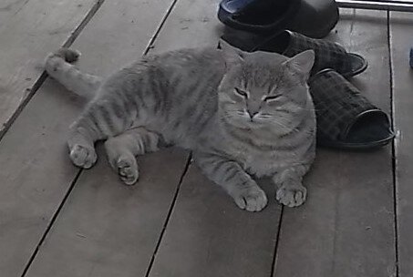 Красавчик. Фото автора.