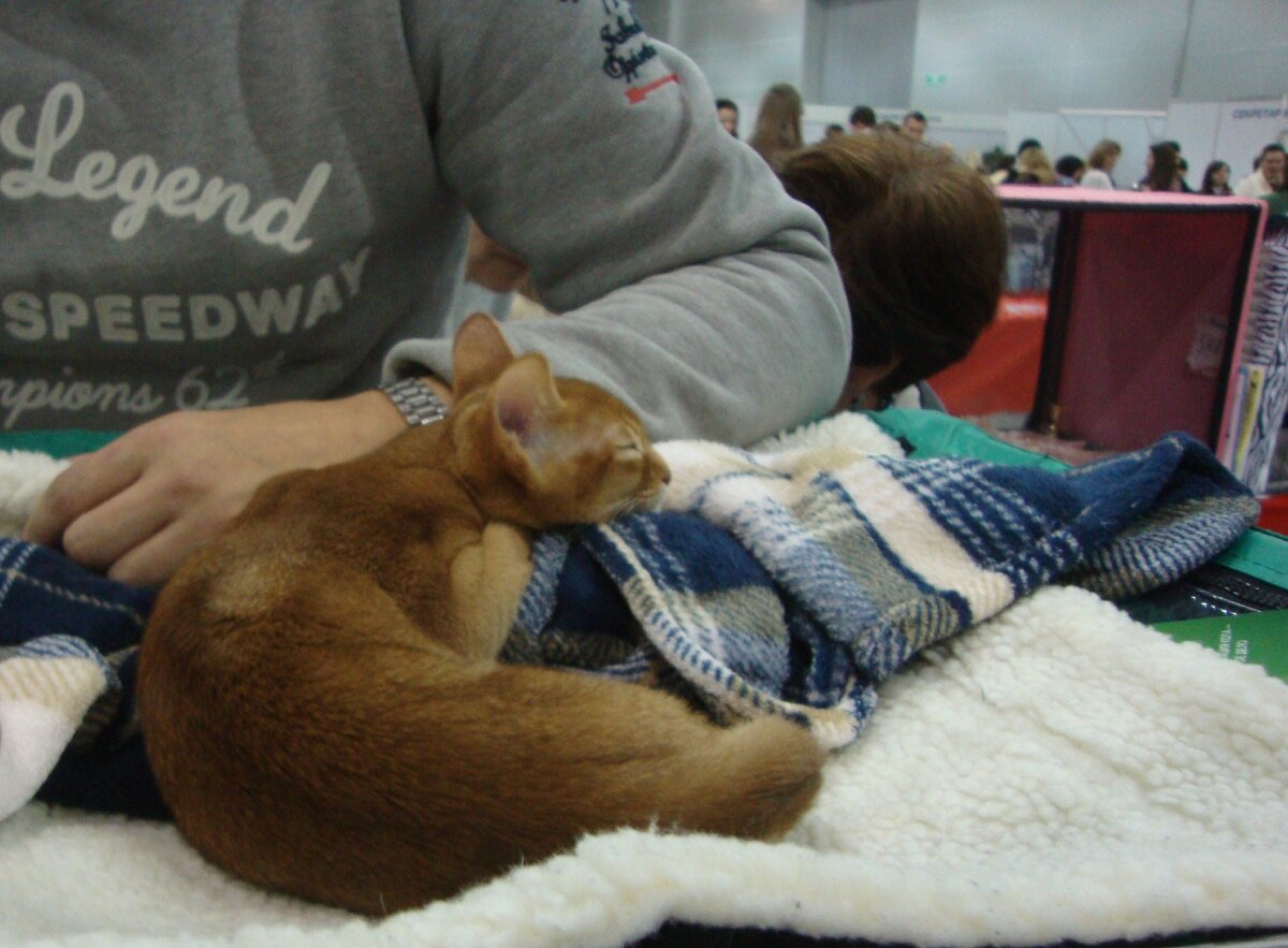 Фото с выставки кошек Экспокот 2012