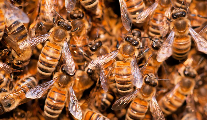 Если коротко, то Парамайнинг - это создание пассивного дохода  в вашем кошельке без вашего участия. 