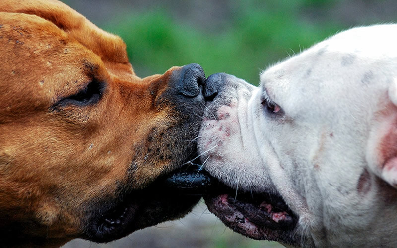 Амстафф Тимка с подружкой-бульдожкой Жужей делят кольцо. Фото: Э. Печерских