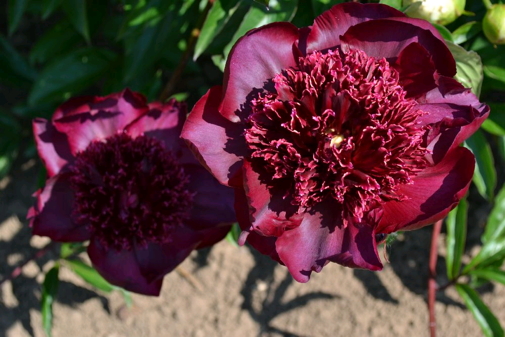 Hot Chocolate сорт пиона и другие пионы с японской формой цветка в карусели фотографий.