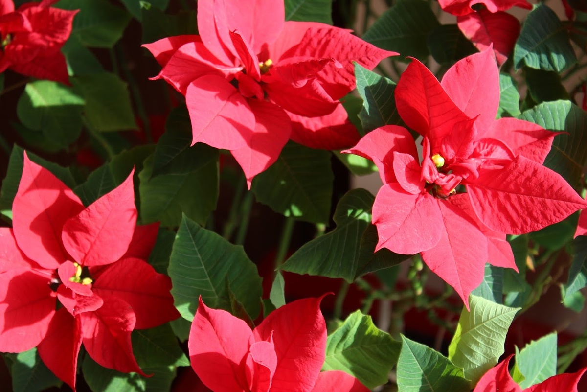 Рождественская звезда решила не отцветать вообще. 11 марта 2020 года, а она цветет и цветет... 