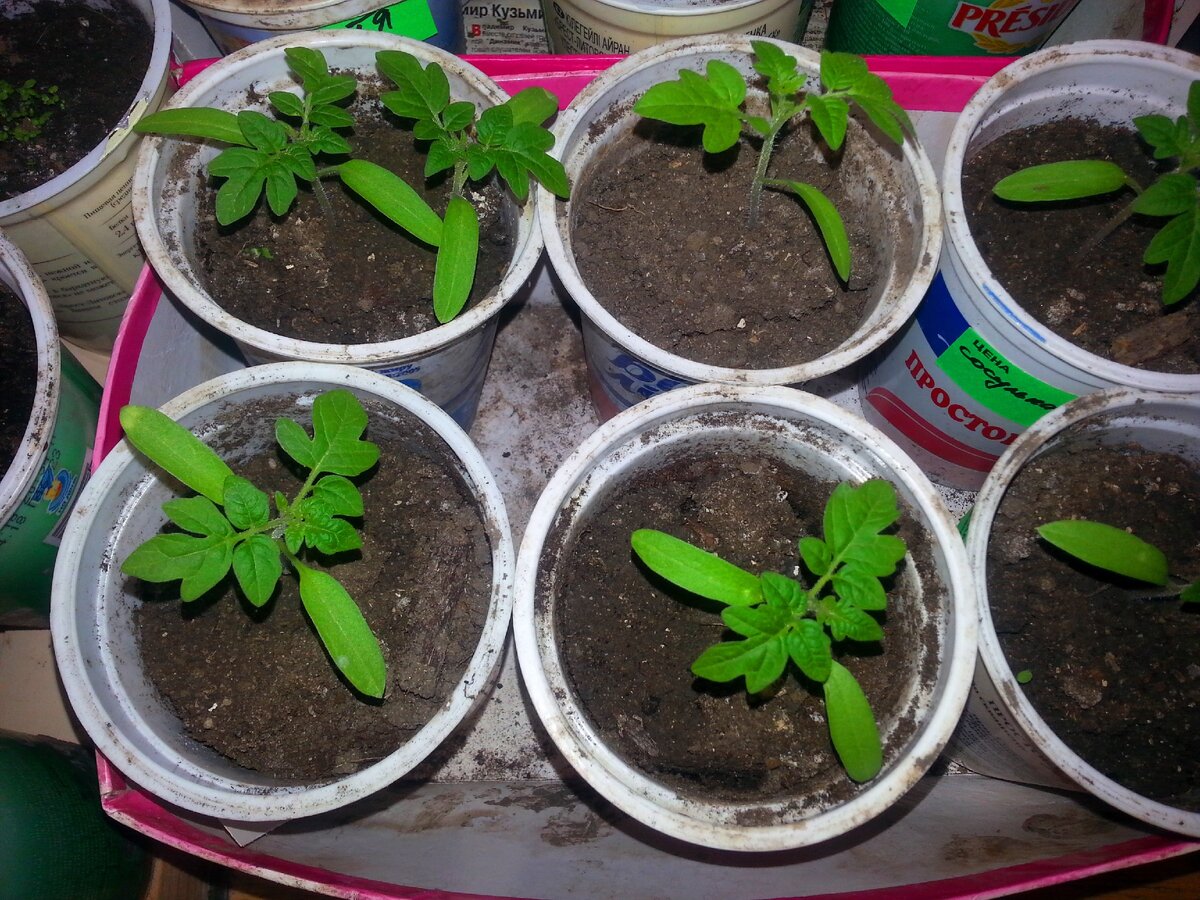 Рассада через 8 дней после пикировки в стаканчики (фото автора)