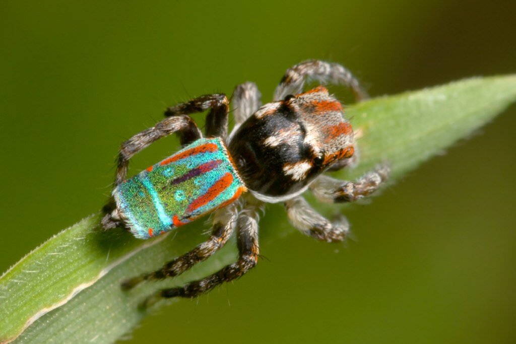 "Брачный" вырост паука-павлина в спокойном состоянии сложен.