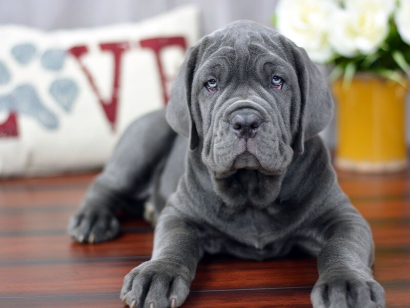 Неаполитанский мастиф 