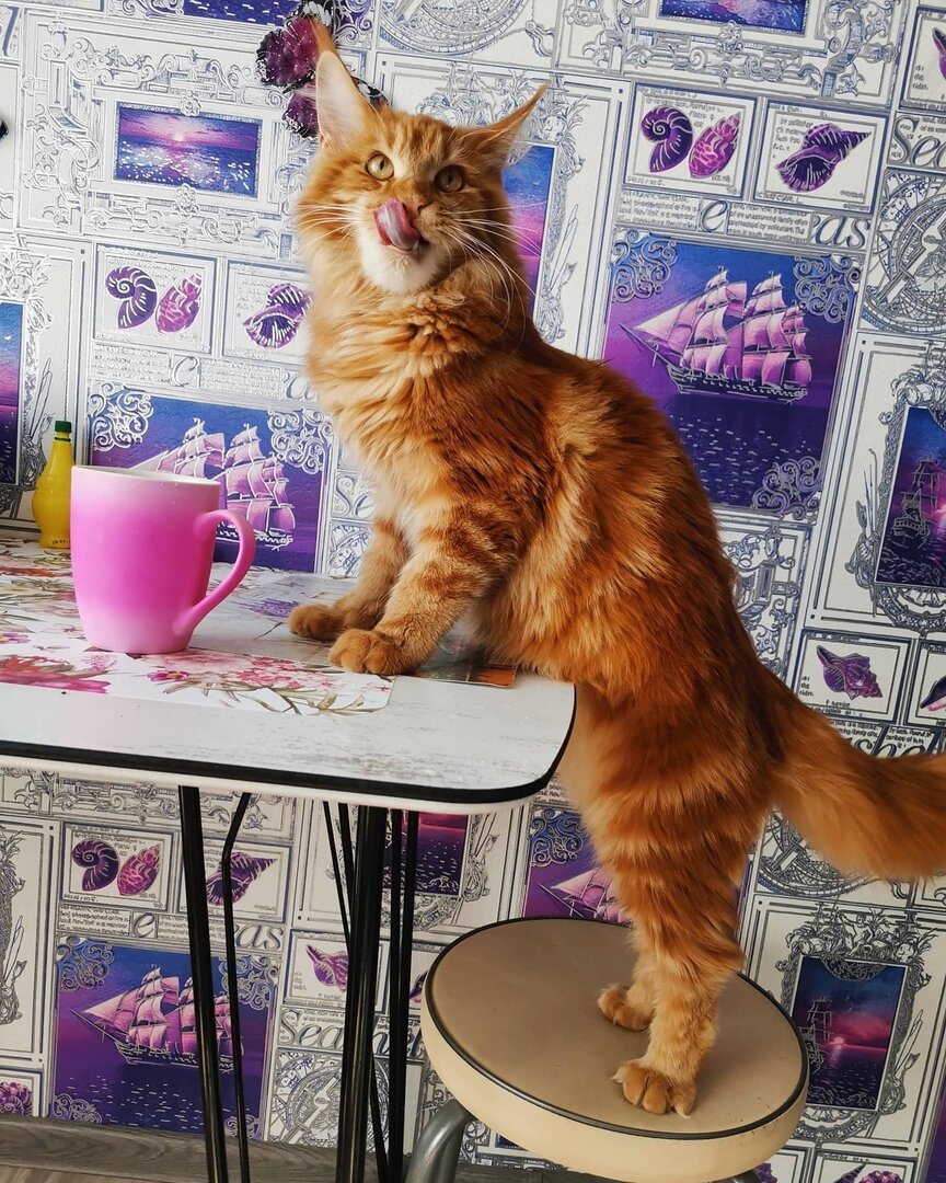 Бесстыжий рыжий кот. Рыжий бесстыжий кот. Рыжие бесстыжие коты. Заряжный кот. Кот «зато саааам».