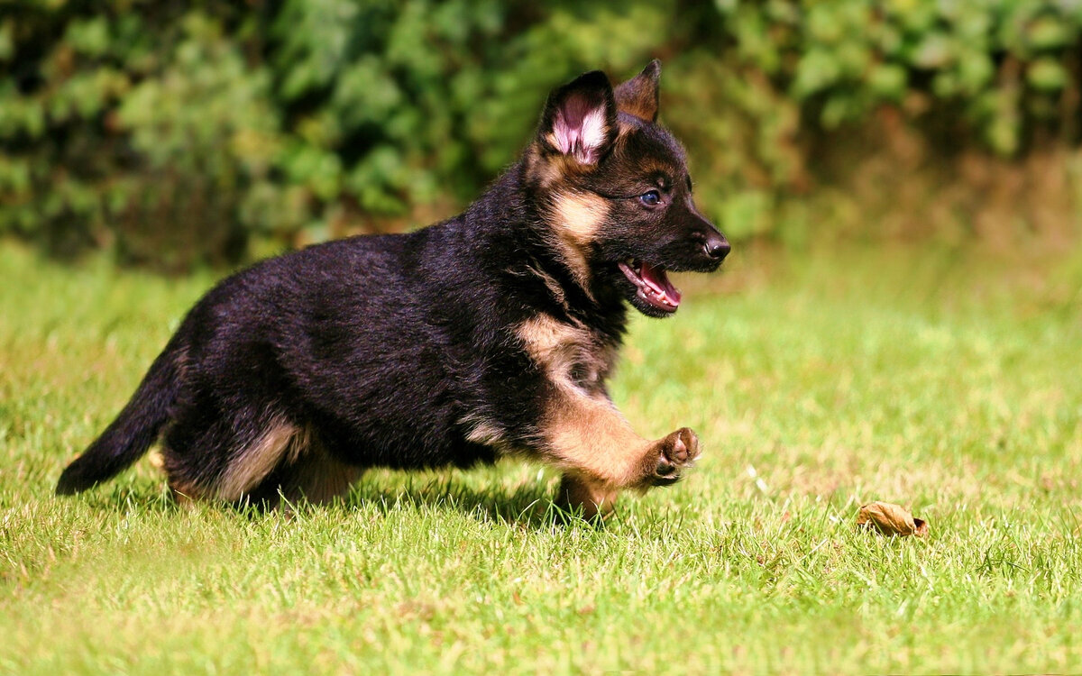 Источник https://vmogileve.by/news/2372/