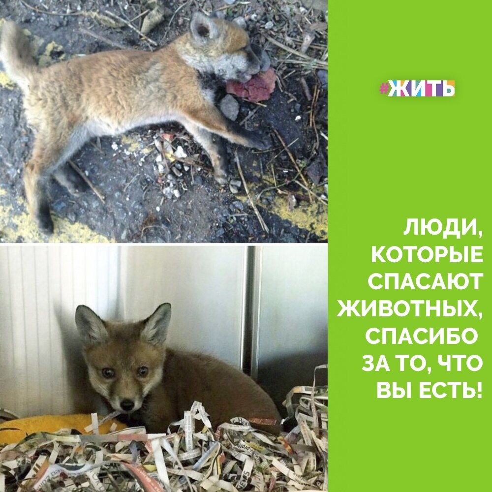 В мире есть особый тип людей, которые чувствуют боль других как свою собственную и не могут пройти мимо, не оказав помощь тому, кто в ней нуждается. Такие поступки всегда вознаграждаются искренними объятиями и теплым, пусть и звериным, взглядом😻😺 
Спасибо за то, что вы есть и не остаетесь равнодушными!☀

#жить #проектжить #добро #животные
