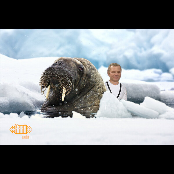 Мальчик купается с моржами в ледяной воде.