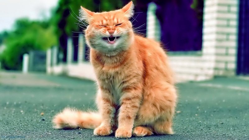 Почему кошки чихают: причины и лечение | Мы тоже существуем | Дзен