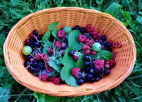 Всегда можно перекусить ягодами :)