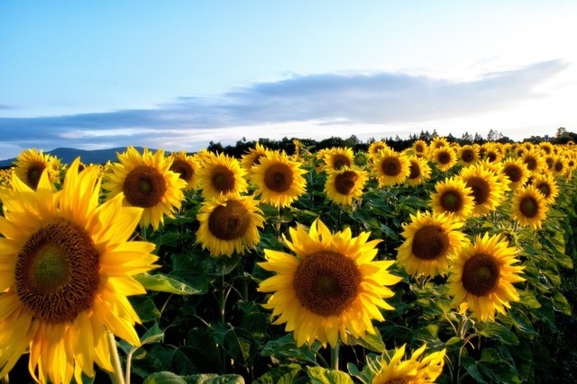  Источник фото: pxhere.com